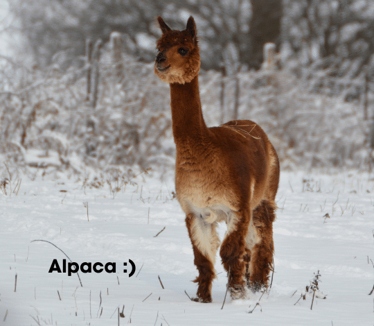 Alpacák vs. lámák: Ki kicsoda?